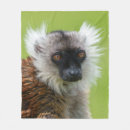 Buscar lemur fotografía Primates