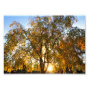 Buscar retroiluminado posters Amanecer