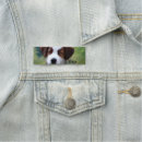 Buscar collie Cachorro