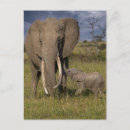 Buscar elefantes lindos postales Elefante bebé