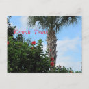 Buscar palmas tropicales postales General y unisex