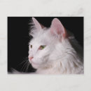 Buscar gato angora Blanco