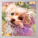 Buscar perritos posters Perros