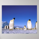 Buscar con penguinos posters Sea