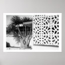 Buscar yuca posters Planta