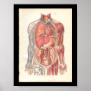 Buscar órganos internos posters Anatomía