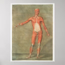 Buscar anatómico posters Médico