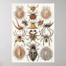 Buscar arácnidos arte Haeckel