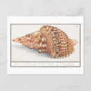Buscar seashell postales Concha