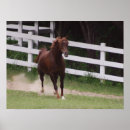 Buscar caballo árabe posters Arabio