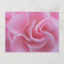Buscar camelias postales Rosa