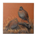 Buscar codornices azulejos Codorniz