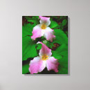 Buscar wildflower lienzos América