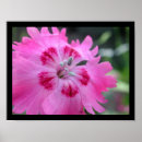 Buscar rosa del clavel posters Plantas
