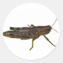Buscar saltamontes pegatinas 4 º bicho
