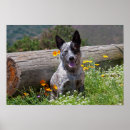 Buscar ganado australiano posters Perro