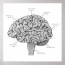 Buscar neurología posters Psicología