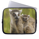 Buscar lemur fundas Primate