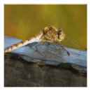 Buscar pinturas realistas posters Vida salvaje