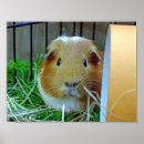 Buscar indio posters Navidades