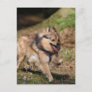 Buscar pomeranian postales Loulou