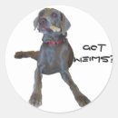 Buscar weimaraner pegatinas Divertido