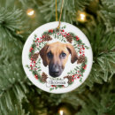 Buscar rhodesian mascotas Para todos