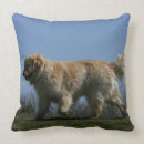 Buscar perros perdigueros de oro cojines Fotógrafo canino