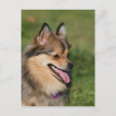 Buscar enanos y un perro postales Pomeranian