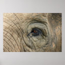Buscar del elefante posters Fauna