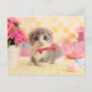 Buscar munchkin Comportamiento animal