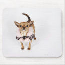 Buscar chihuahua alfombrillas de raton Animales domésticos