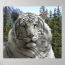 Buscar tigre blanco siberiano posters Bengalí
