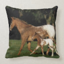 Buscar potro cojines Appaloosa