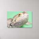 Buscar lagarto lienzos Sangre fría