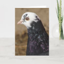 Buscar pigeon tarjetas Pájaro