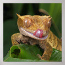 Buscar lengua animal posters Divertido