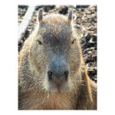 Buscar capybara fotografía Roedor