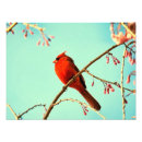 Buscar cardenales rojos posters Naturaleza