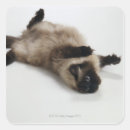 Buscar himalaya pegatinas Animal