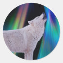 Buscar lobo ártico postales Lobo de invierno