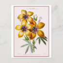 Buscar dibujo botánico postales Amarillo