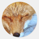 Buscar zorro pegatinas Salvaje