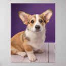 Buscar corgi lindo posters Queen elizabeth's