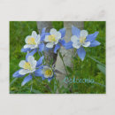 Buscar columbine postales Columbina