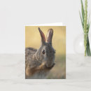Buscar conejo de rabo blanco tarjetas Conejito