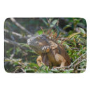 Buscar exótico fotografía Iguana