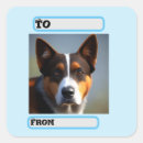 Buscar heeler postales Australiano