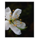 Buscar crabapples General y unisex