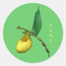 Buscar orquídeas amarillas pegatinas Flor